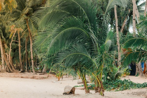 Choix d'une location : chalet à la montagne vs hôtel traditionnel